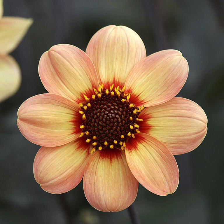 Dahlia Anemon HS First Love 1-pack NYHET